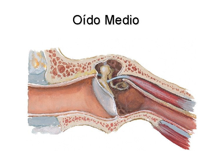 Oído Medio 
