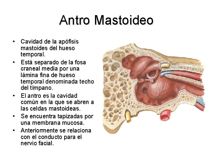 Antro Mastoideo • Cavidad de la apófisis mastoides del hueso temporal. • Está separado