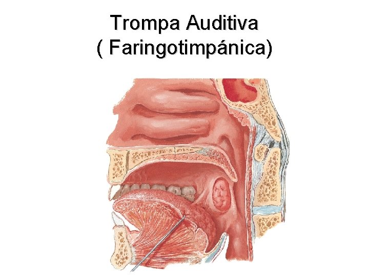 Trompa Auditiva ( Faringotimpánica) 