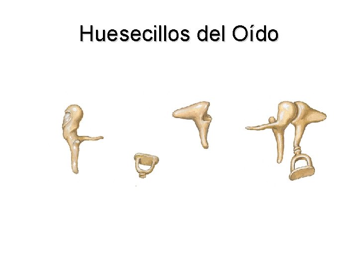 Huesecillos del Oído 
