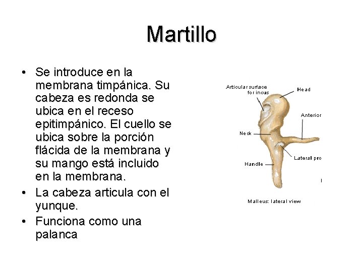 Martillo • Se introduce en la membrana timpánica. Su cabeza es redonda se ubica