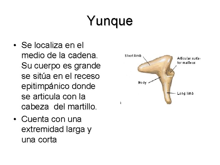 Yunque • Se localiza en el medio de la cadena. Su cuerpo es grande
