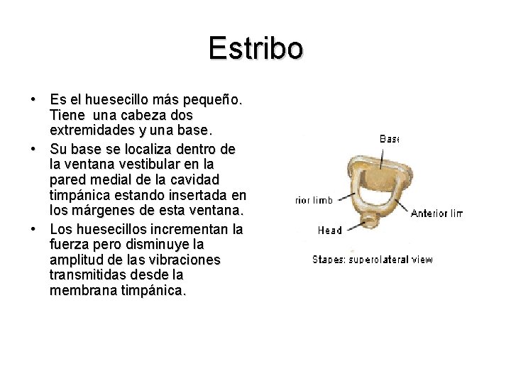 Estribo • Es el huesecillo más pequeño. Tiene una cabeza dos extremidades y una