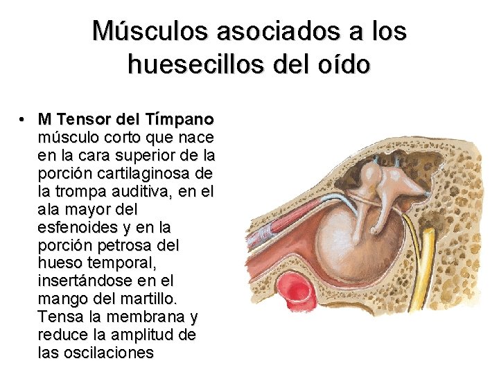 Músculos asociados a los huesecillos del oído • M Tensor del Tímpano músculo corto
