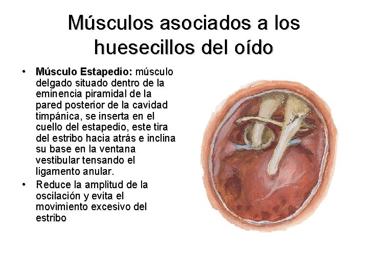 Músculos asociados a los huesecillos del oído • Músculo Estapedio: músculo delgado situado dentro