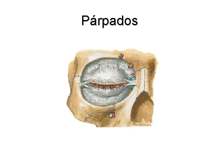 Párpados 