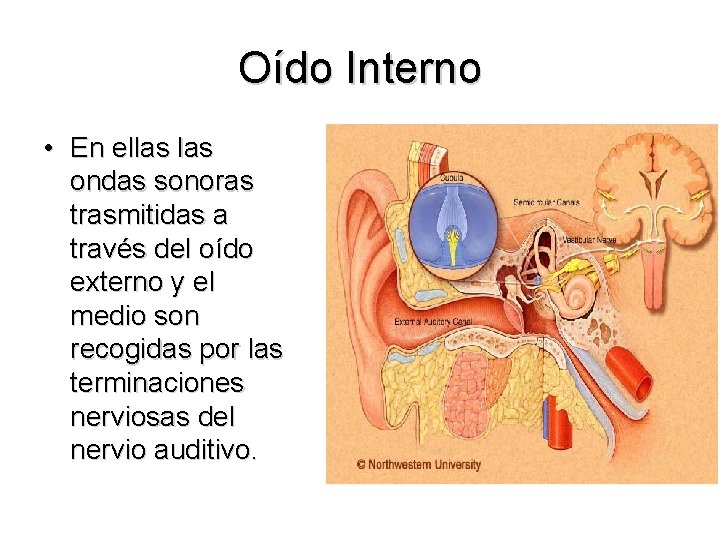 Oído Interno • En ellas ondas sonoras trasmitidas a través del oído externo y