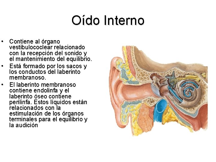 Oído Interno • Contiene al órgano vestibulococlear relacionado con la recepción del sonido y