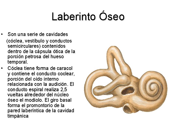 Laberinto Óseo • Son una serie de cavidades (cóclea, vestíbulo y conductos semicirculares) contenidos