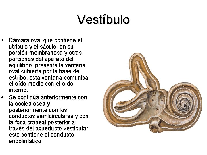 Vestíbulo • Cámara oval que contiene el utrículo y el sáculo en su porción