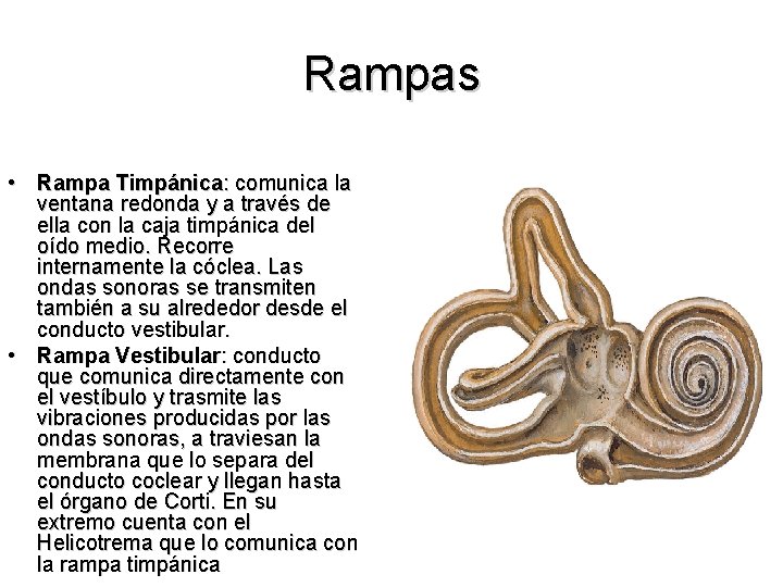 Rampas • Rampa Timpánica: comunica la ventana redonda y a través de ella con