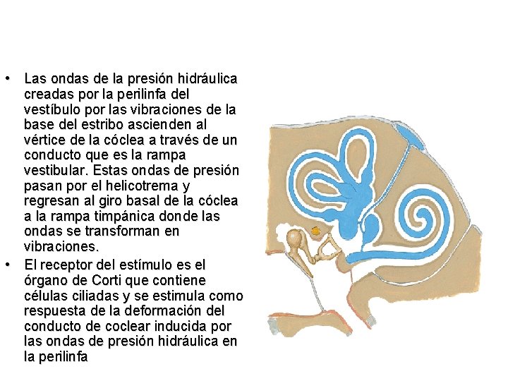  • Las ondas de la presión hidráulica creadas por la perilinfa del vestíbulo