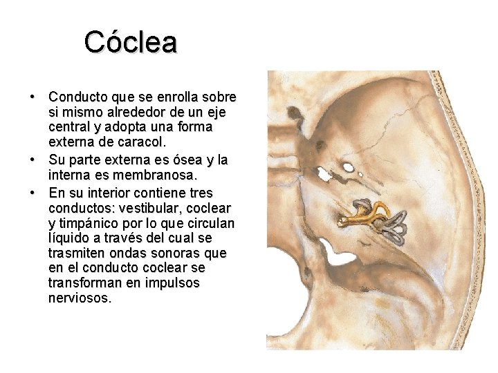 Cóclea • Conducto que se enrolla sobre si mismo alrededor de un eje central