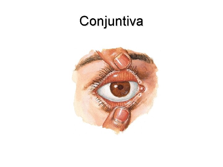 Conjuntiva 