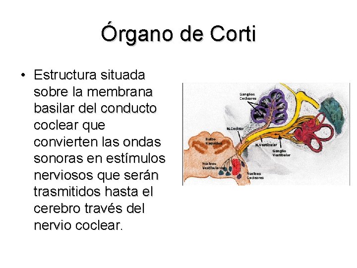 Órgano de Corti • Estructura situada sobre la membrana basilar del conducto coclear que