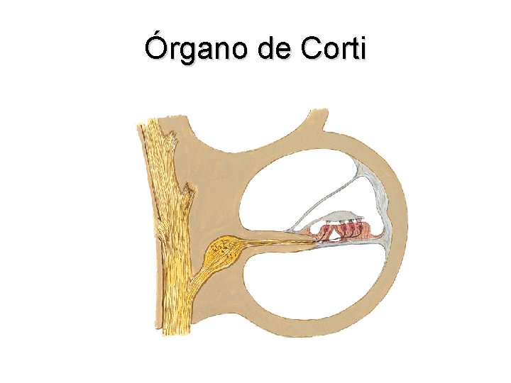 Órgano de Corti 