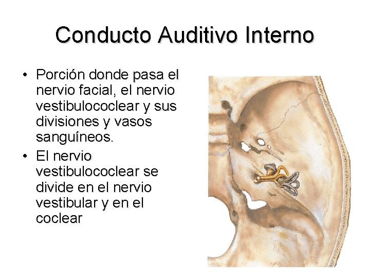 Conducto Auditivo Interno • Porción donde pasa el nervio facial, el nervio vestibulococlear y