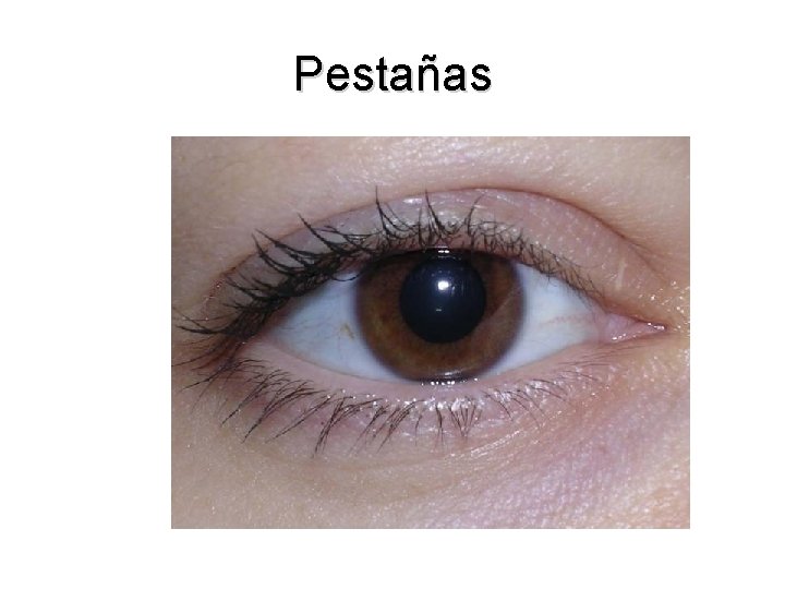Pestañas 