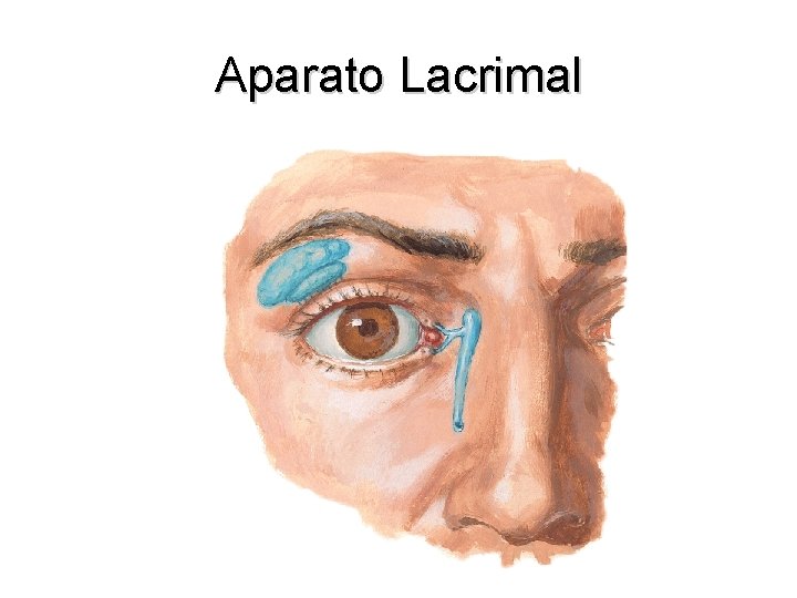 Aparato Lacrimal 