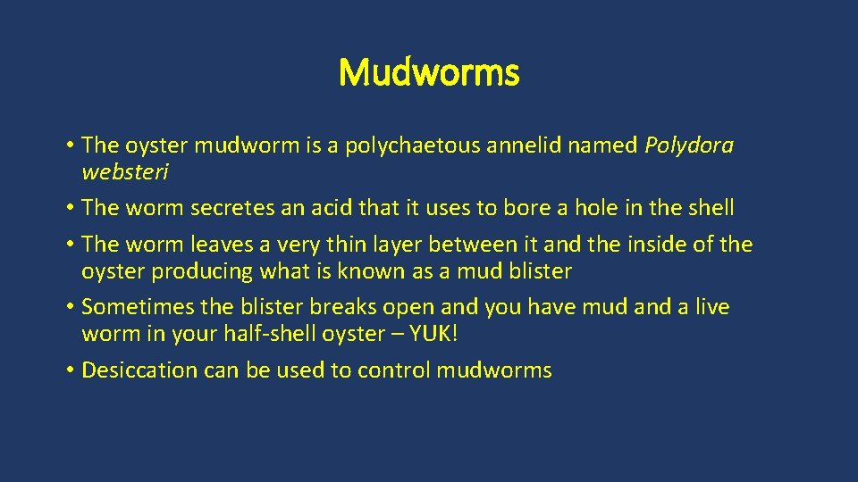 Mudworms • The oyster mudworm is a polychaetous annelid named Polydora websteri • The