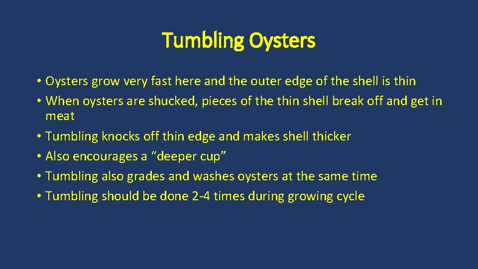 Tumbling Oysters • Oysters grow very fast here and the outer edge of the