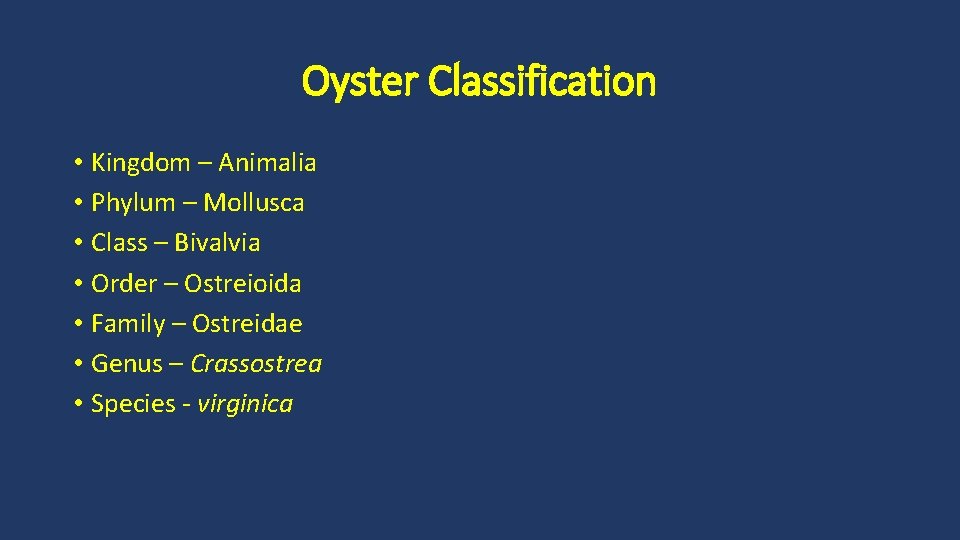 Oyster Classification • Kingdom – Animalia • Phylum – Mollusca • Class – Bivalvia