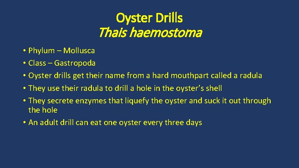 Oyster Drills Thais haemostoma • Phylum – Mollusca • Class – Gastropoda • Oyster