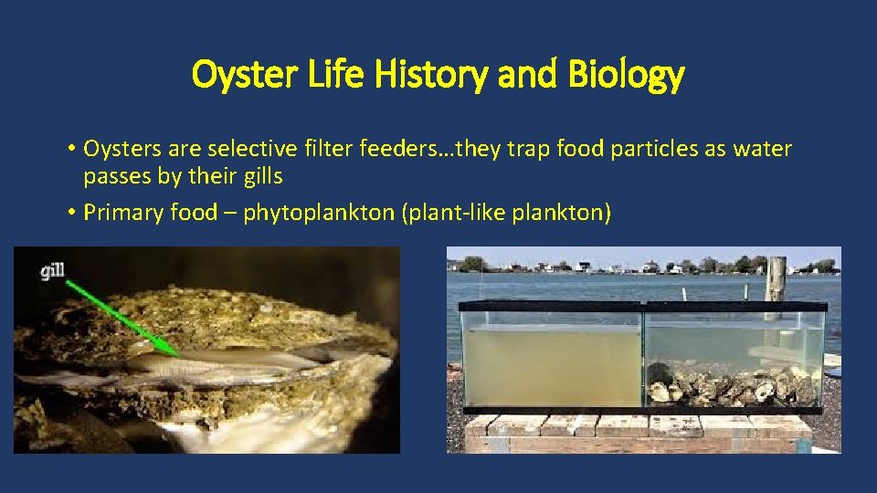 Oyster Life History and Biology • Oysters are selective filter feeders…they trap food particles