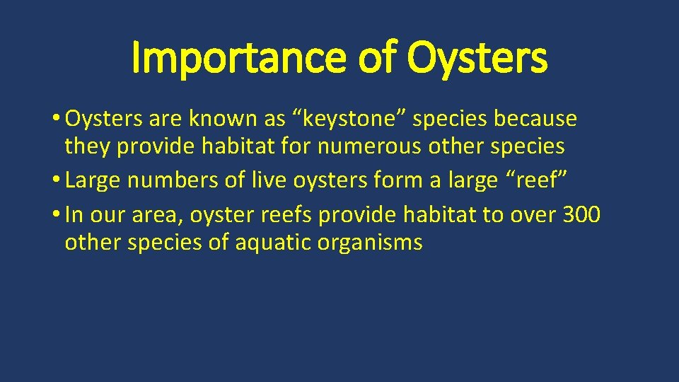 Importance of Oysters • Oysters are known as “keystone” species because they provide habitat