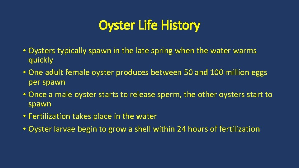 Oyster Life History • Oysters typically spawn in the late spring when the water