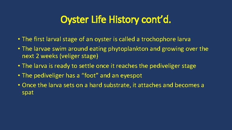 Oyster Life History cont’d. • The first larval stage of an oyster is called