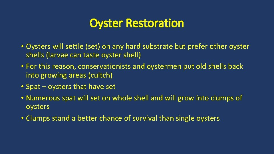 Oyster Restoration • Oysters will settle (set) on any hard substrate but prefer other