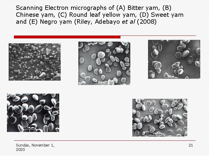 Scanning Electron micrographs of (A) Bitter yam, (B) Chinese yam, (C) Round leaf yellow