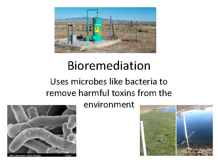 Bioremediation Uses microbes like bacteria to remove harmful toxins from the environment 