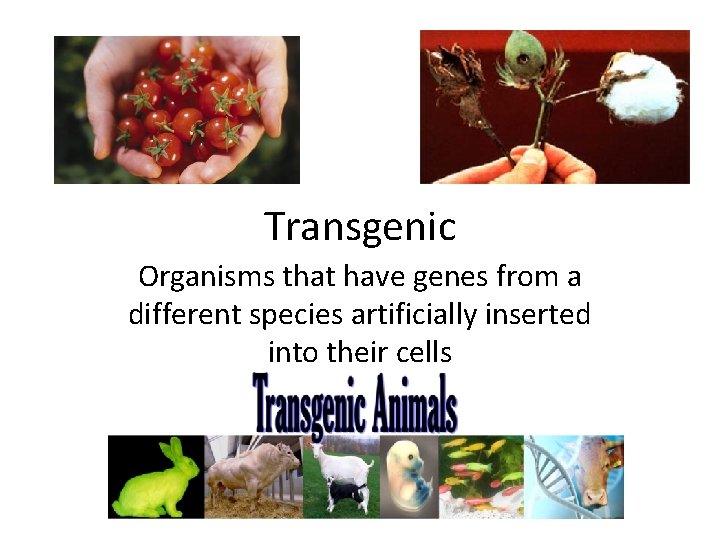 Transgenic Organisms that have genes from a different species artificially inserted into their cells