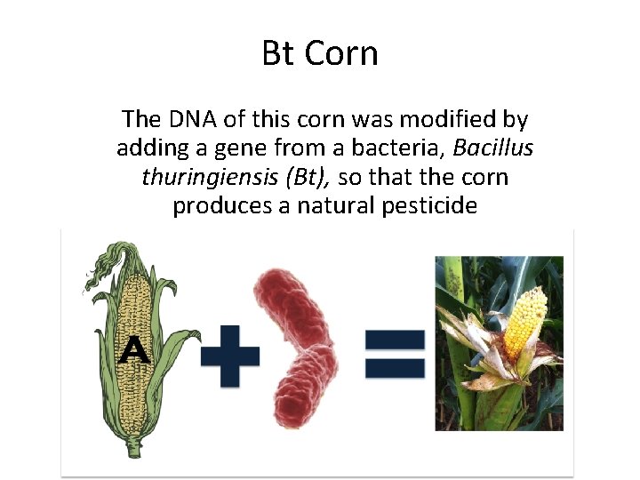 Bt Corn The DNA of this corn was modified by adding a gene from