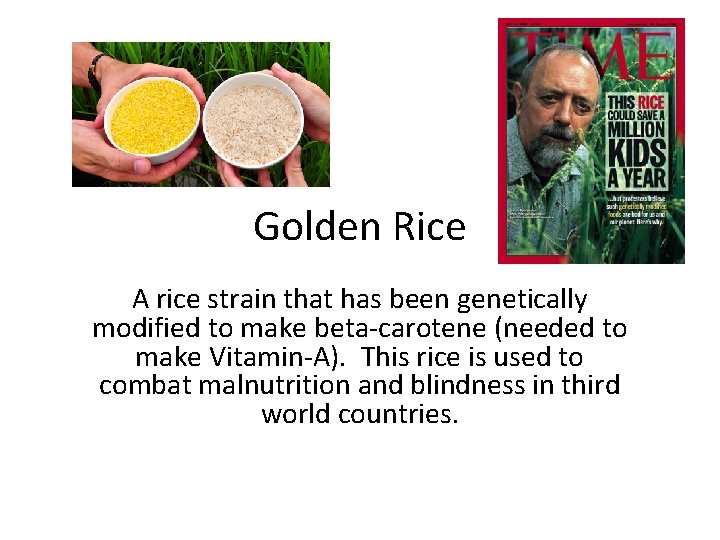 Golden Rice A rice strain that has been genetically modified to make beta-carotene (needed
