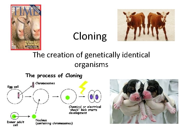 Cloning The creation of genetically identical organisms 