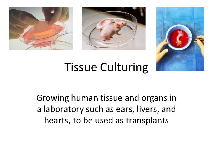 Tissue Culturing Growing human tissue and organs in a laboratory such as ears, livers,