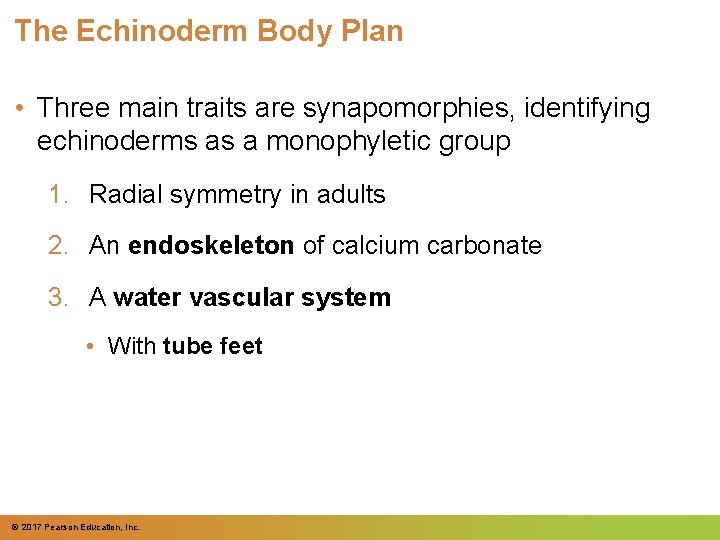 The Echinoderm Body Plan • Three main traits are synapomorphies, identifying echinoderms as a The Echinoderm Body Plan • Three main traits are synapomorphies, identifying echinoderms as a