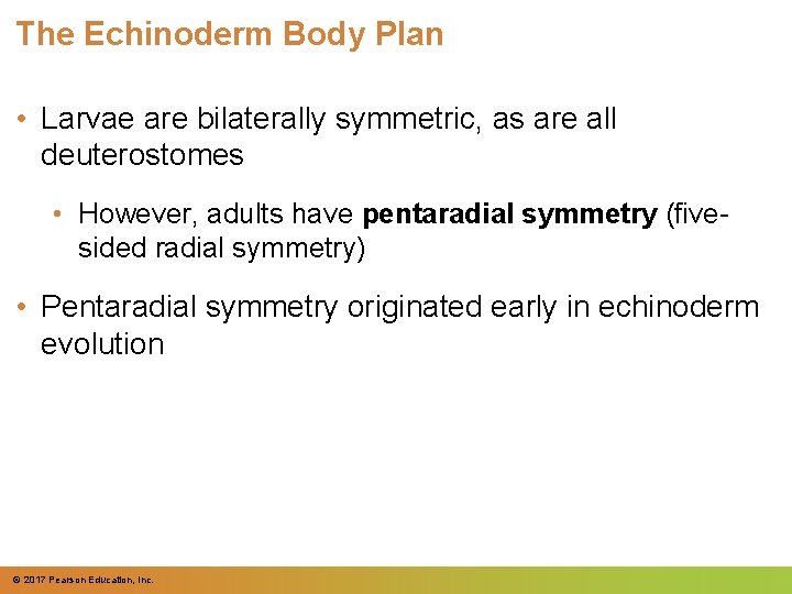 The Echinoderm Body Plan • Larvae are bilaterally symmetric, as are all deuterostomes • The Echinoderm Body Plan • Larvae are bilaterally symmetric, as are all deuterostomes •