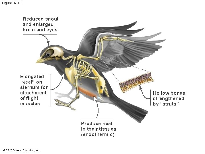 Figure 32. 13 Reduced snout and enlarged brain and eyes Elongated “keel” on sternum Figure 32. 13 Reduced snout and enlarged brain and eyes Elongated “keel” on sternum