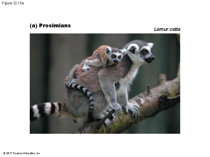Figure 32. 15 a (a) Prosimians © 2017 Pearson Education, Inc. Lemur catta Figure 32. 15 a (a) Prosimians © 2017 Pearson Education, Inc. Lemur catta