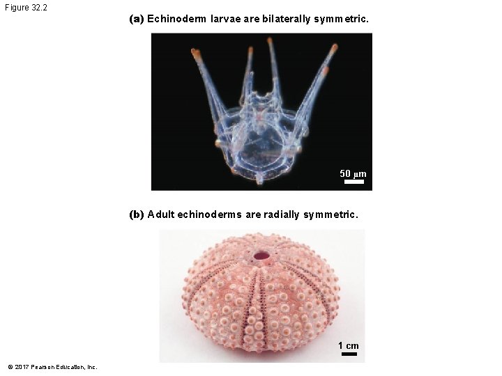 Figure 32. 2 (a) Echinoderm larvae are bilaterally symmetric. 50 µm (b) Adult echinoderms Figure 32. 2 (a) Echinoderm larvae are bilaterally symmetric. 50 µm (b) Adult echinoderms