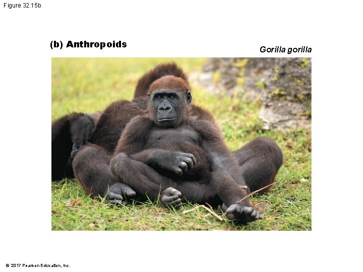 Figure 32. 15 b (b) Anthropoids © 2017 Pearson Education, Inc. Gorilla gorilla Figure 32. 15 b (b) Anthropoids © 2017 Pearson Education, Inc. Gorilla gorilla