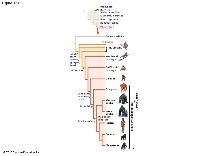 Figure 32. 16 Marsupials EUTHERIANS Sloths, armadillos Elephants, manatees Deer, dogs, cats Rodents, rabbits Figure 32. 16 Marsupials EUTHERIANS Sloths, armadillos Elephants, manatees Deer, dogs, cats Rodents, rabbits