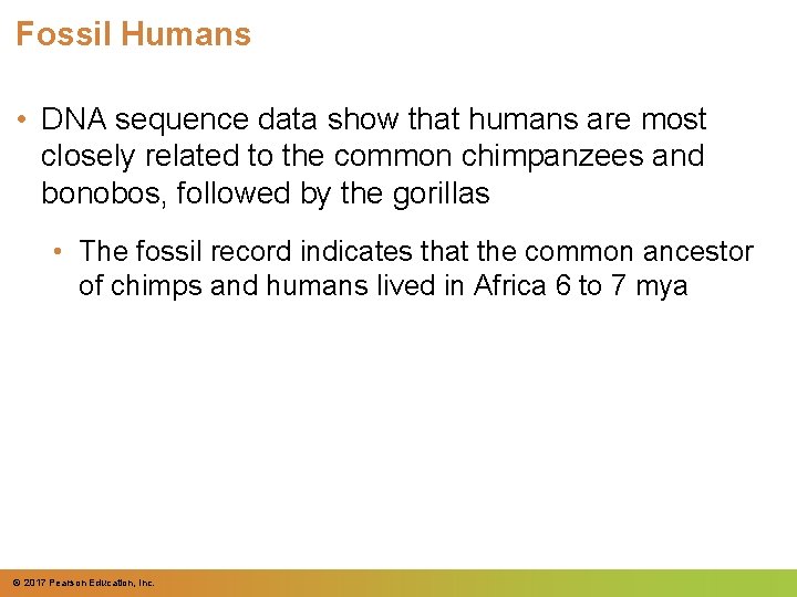 Fossil Humans • DNA sequence data show that humans are most closely related to Fossil Humans • DNA sequence data show that humans are most closely related to