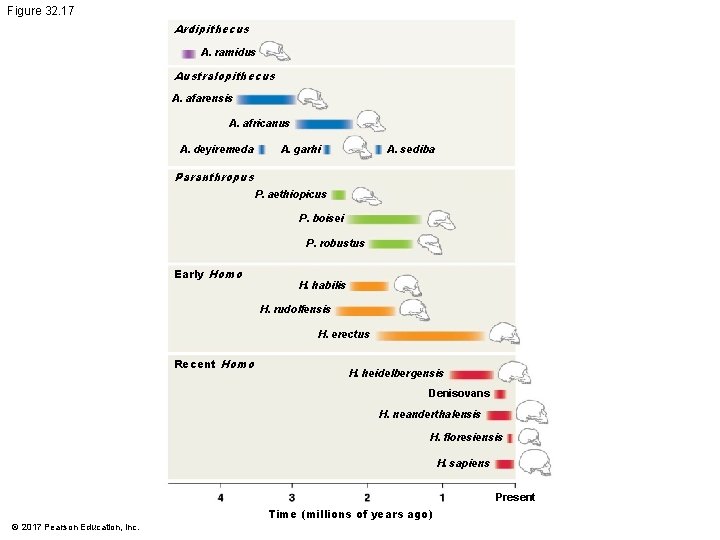 Figure 32. 17 Ardipithecus A. ramidus Australopithecus A. afarensis A. africanus A. deyiremeda A. Figure 32. 17 Ardipithecus A. ramidus Australopithecus A. afarensis A. africanus A. deyiremeda A.