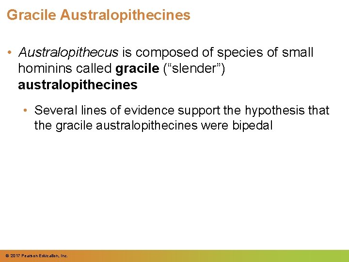 Gracile Australopithecines • Australopithecus is composed of species of small hominins called gracile (“slender”) Gracile Australopithecines • Australopithecus is composed of species of small hominins called gracile (“slender”)