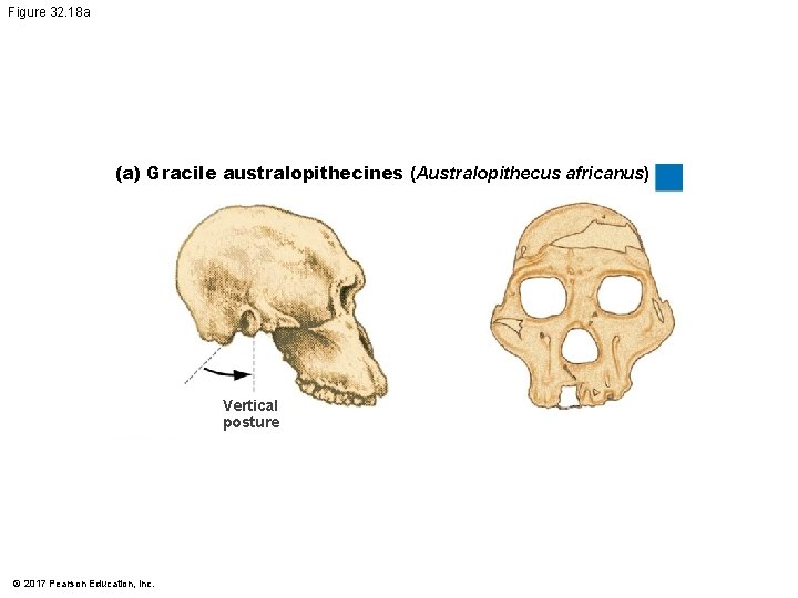 Figure 32. 18 a (a) Gracile australopithecines (Australopithecus africanus) Vertical posture © 2017 Pearson Figure 32. 18 a (a) Gracile australopithecines (Australopithecus africanus) Vertical posture © 2017 Pearson